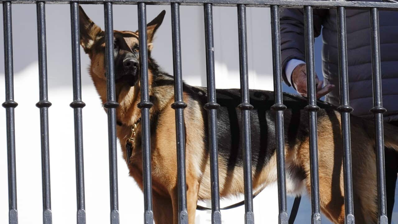 A German shepherd looks out between the wrought iron bars of a balcony