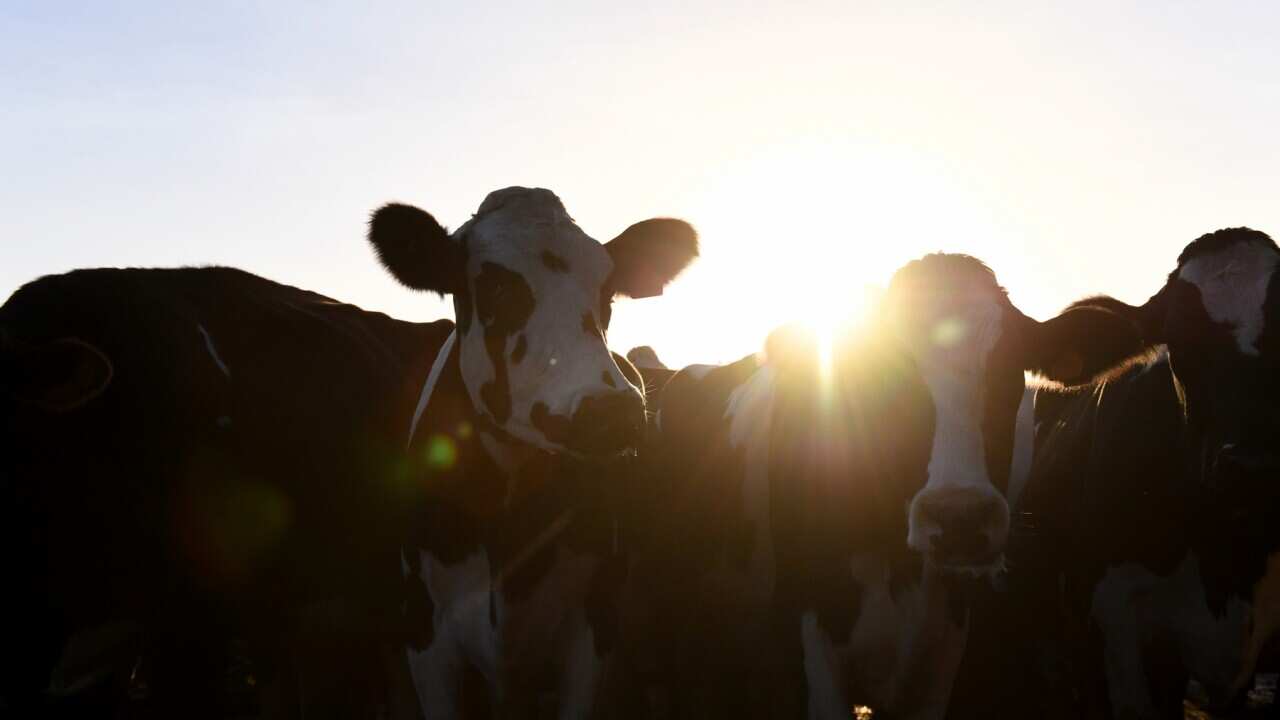 Dairy cattle during milking time at the farm of Colin Godden in Rochester, Wednesday, May 3, 2017. (AAP Image/Tracey Nearmy) NO ARCHIVING
