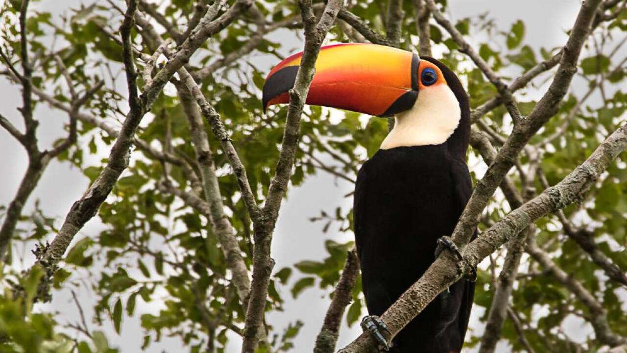 Tucán