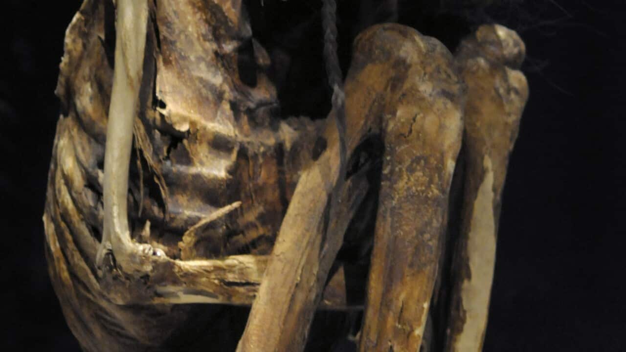 In this June 28, 2010 photo, an adult male mummy from the Pre-Columbian Atacama Desert in present-day Chile, is displayed.