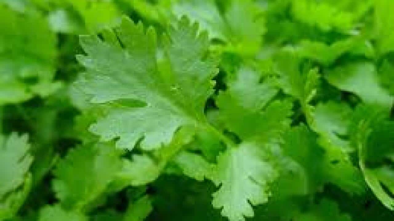 Coriander