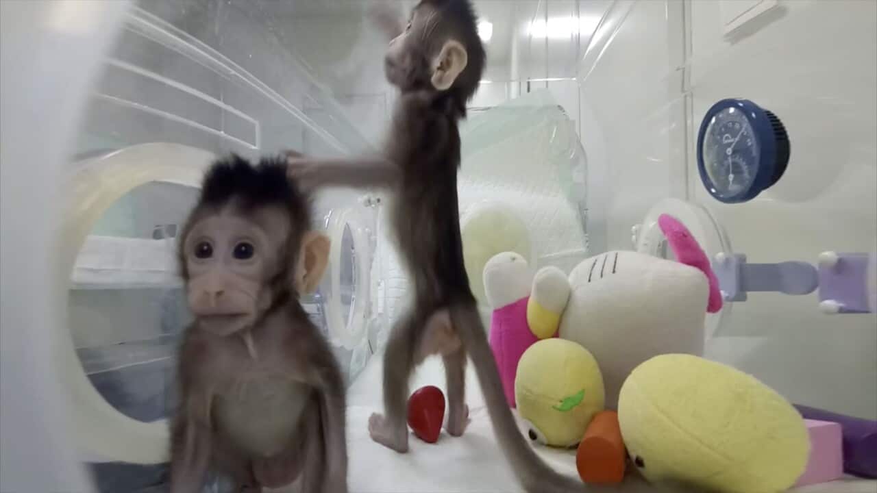 Cloned monkeys Zhong Zhong and Hua Hua in Shanghai, China. (AAP)