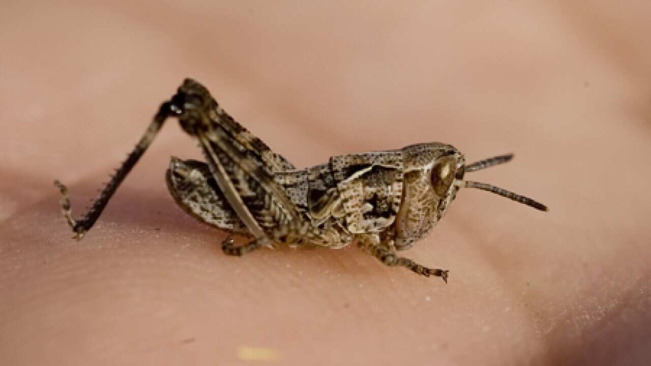 locust_wNSW_100928_b_aap_335696755