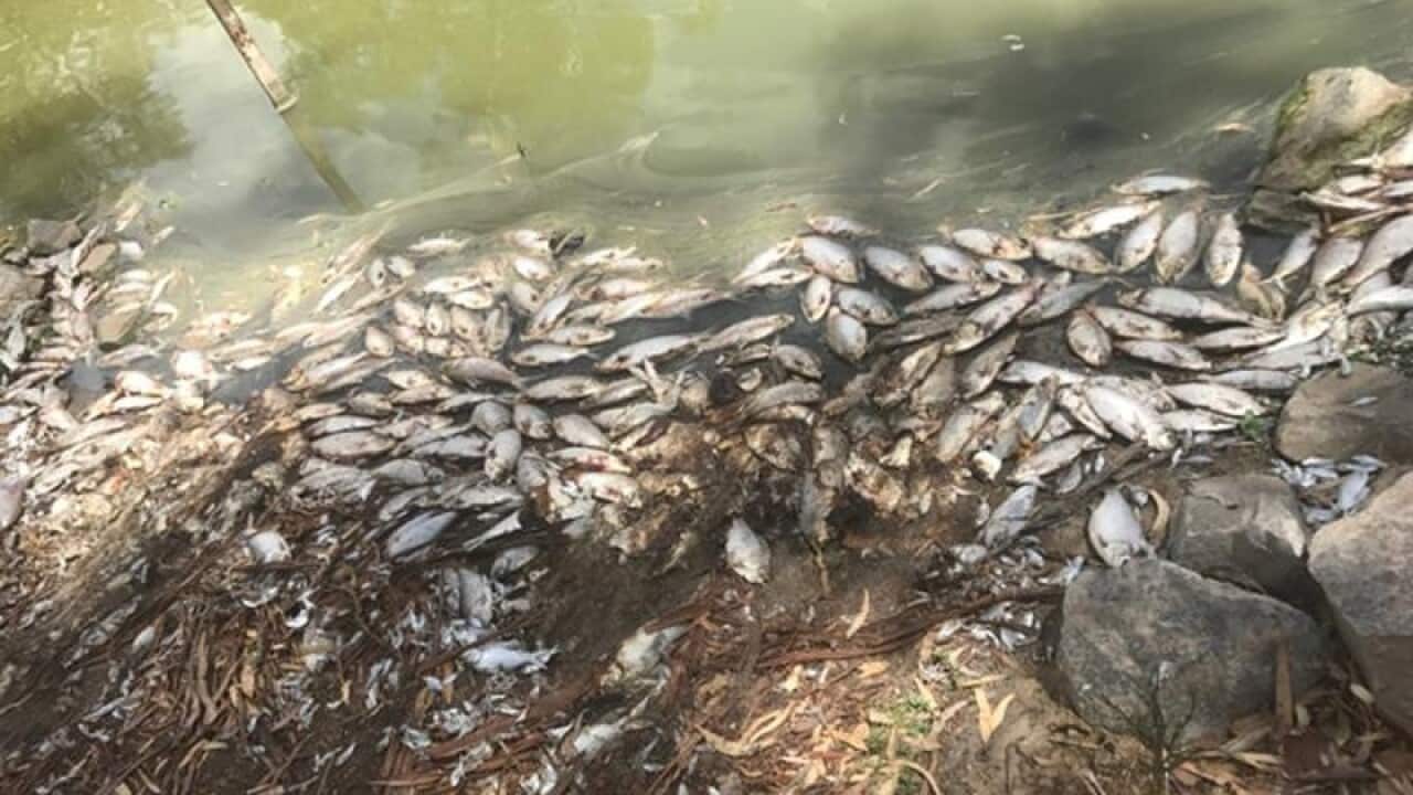 As many as a million fish have died in the Darling River system in far western NSW.