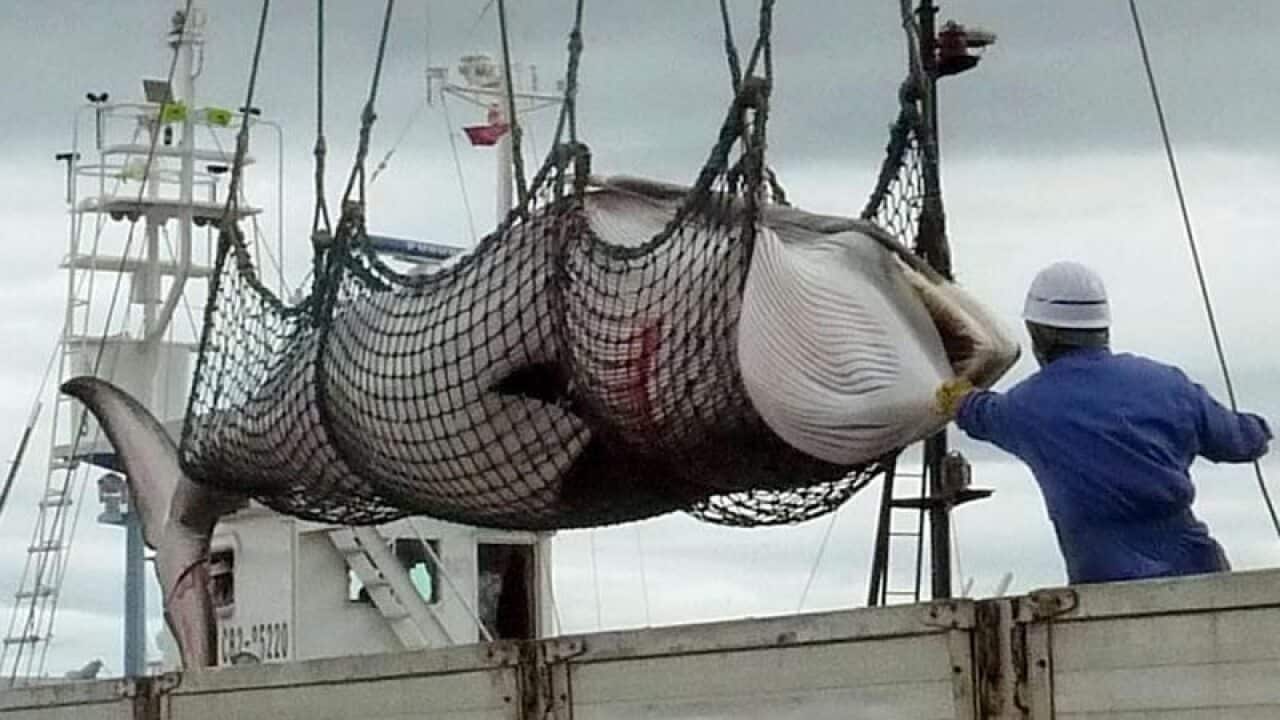 Japan hunts whales for what it calls "research purposes" but critics say that's a sham.