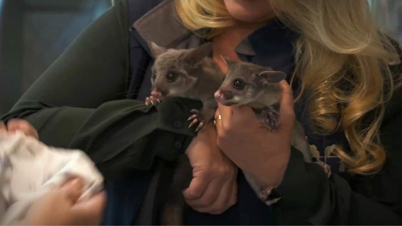 Looking after two injured possums in the vets van (AP).jpg