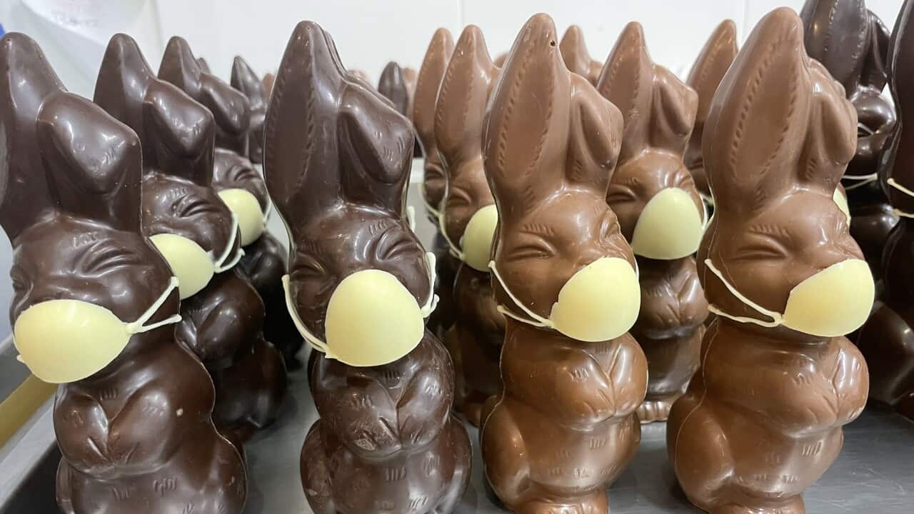 Some of Paul Adams' chocolate COVID Easter bunnies (SBS-Sandra Fulloon)