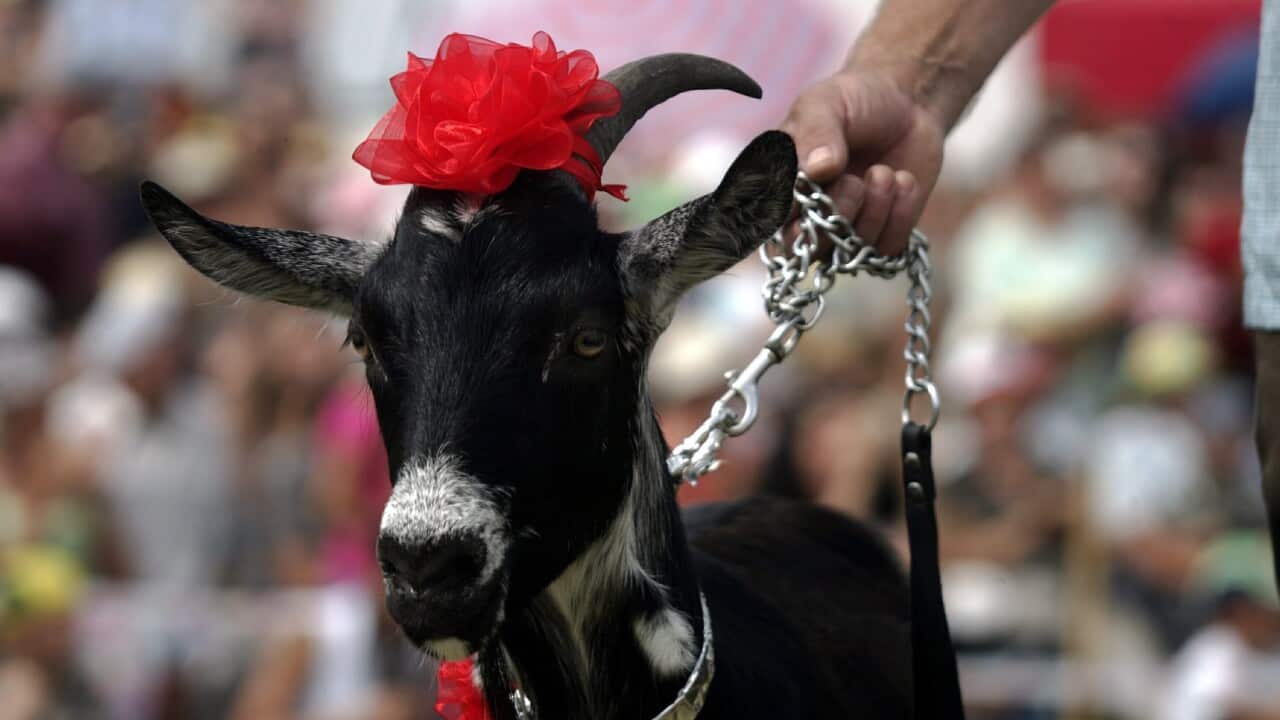 A goat named Naomi is paraded during the Goat Parade in Ramygala, Lithuania, 05 July 2010.
