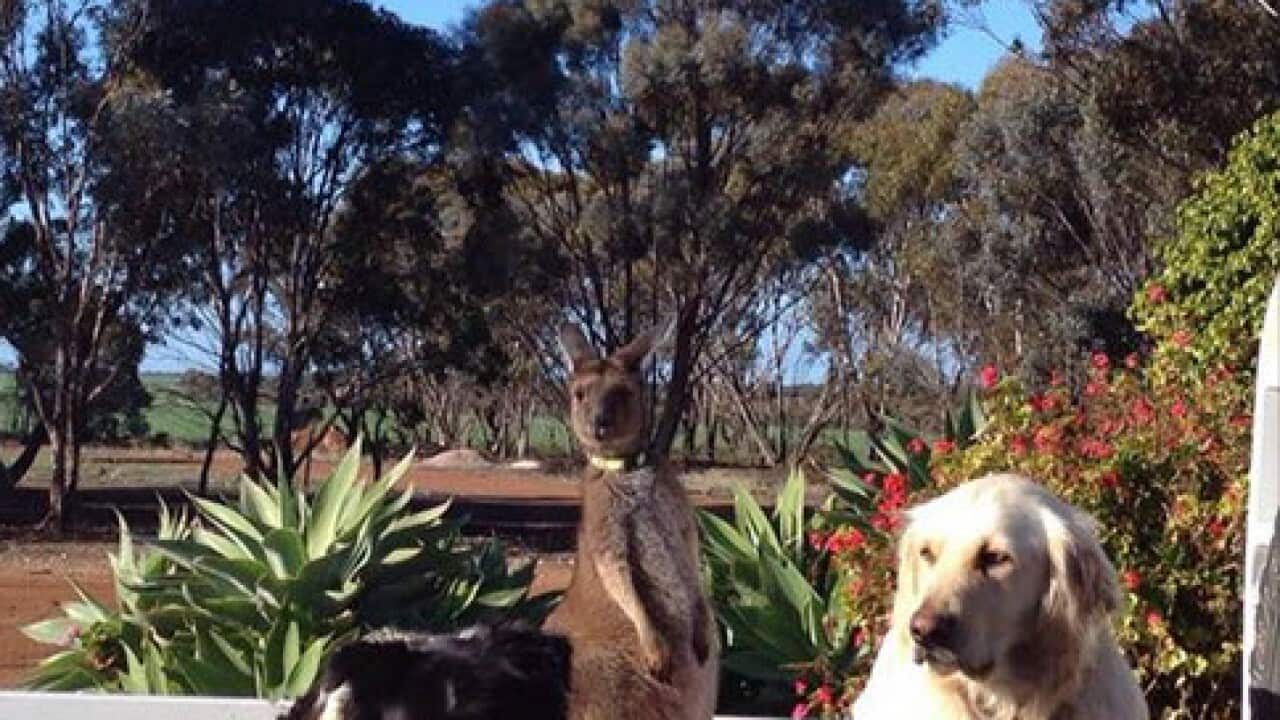 Dusty the kangaroo