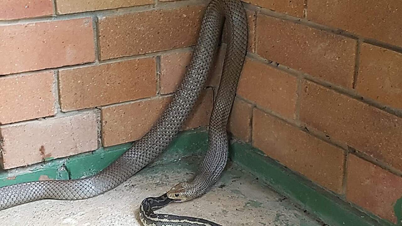 Supplied image of an Eastern Brown Snake eating a Carpet Pyton at a house in the Ipswich suburb of Goodna, Queensland, Monday.