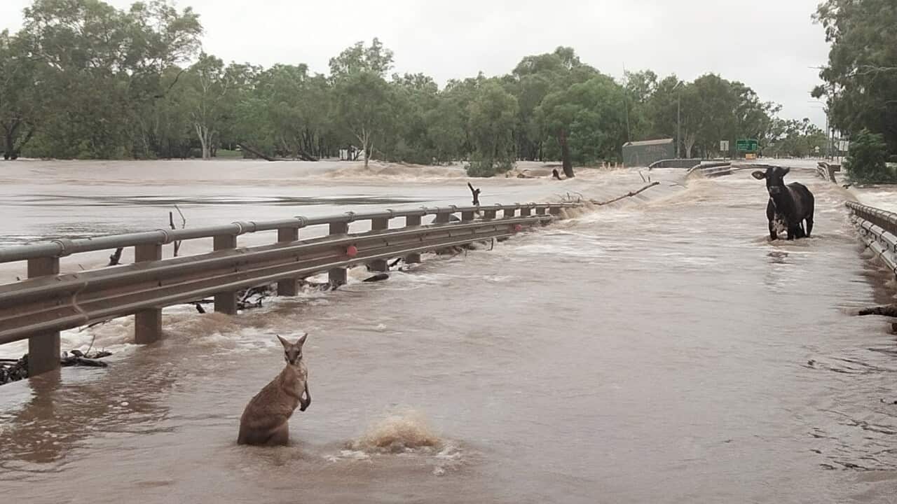 A kangaroo and cow standing in water stretched over a flooded road
