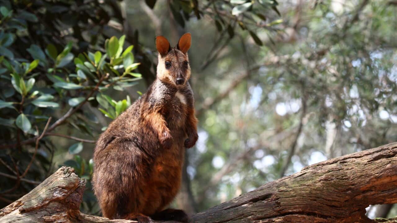Brush-tailed rock-wallaby, Petrogale penicillata, on a log, Northern New South Wales, Australia (Photo by Auscape-Universal Images Group via Getty Images).jpg