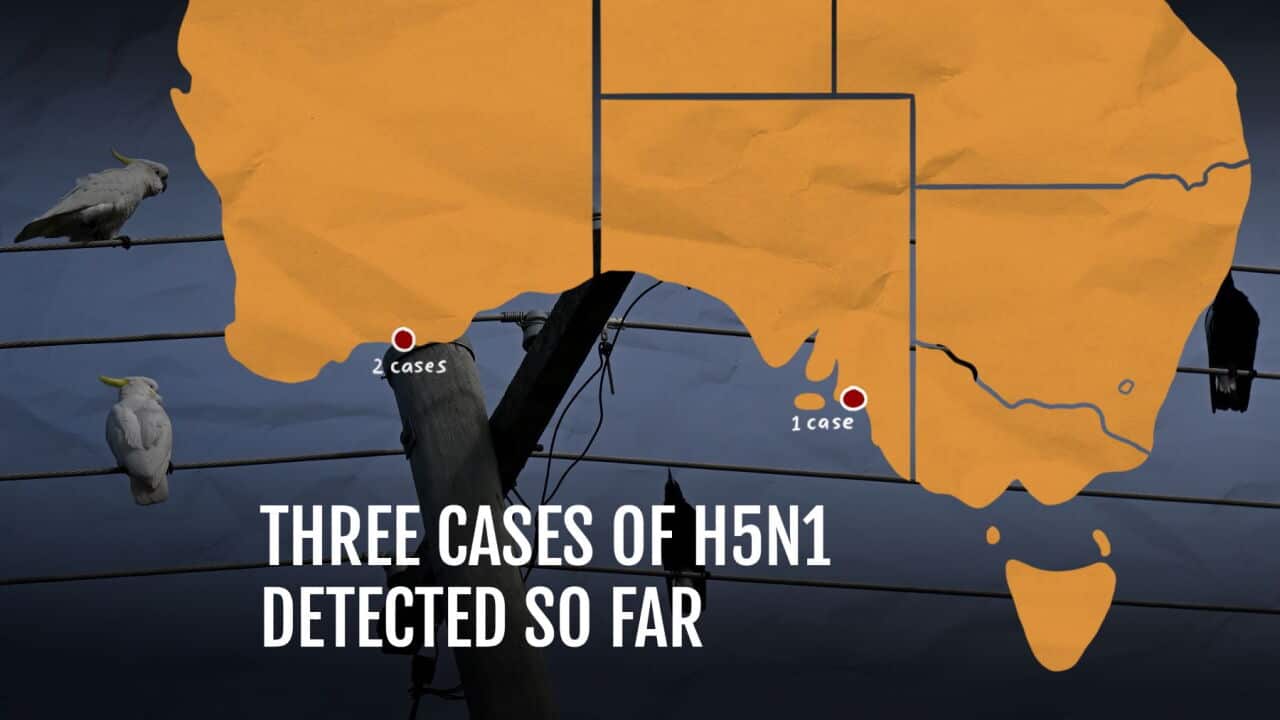 A graphic illustration including a map of Australia showing where the three cases of H5N1 bird flu have been detected so far.jpg