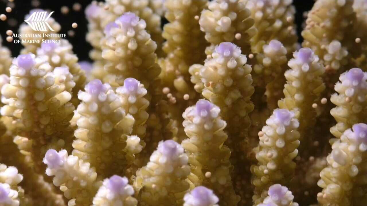 Spawning coral