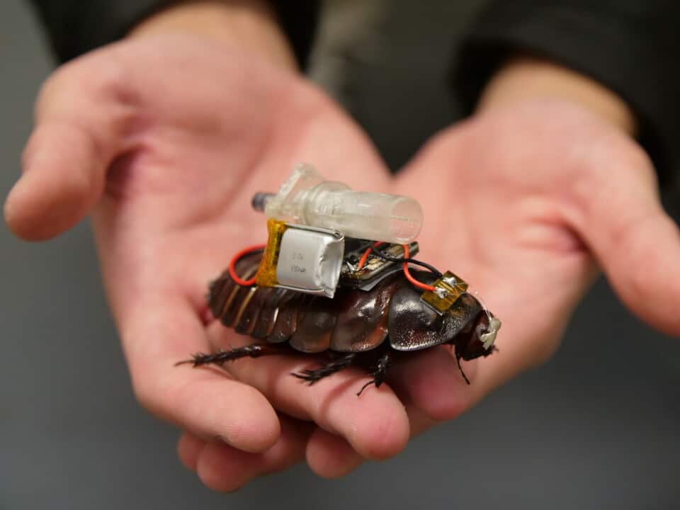 Cyborg cockroaches