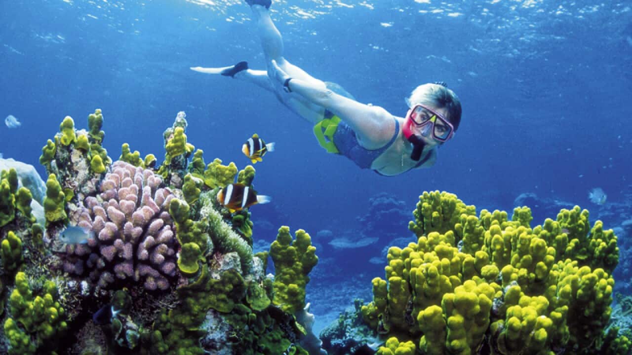 A woman snorkels in the Great Barrier Reef
