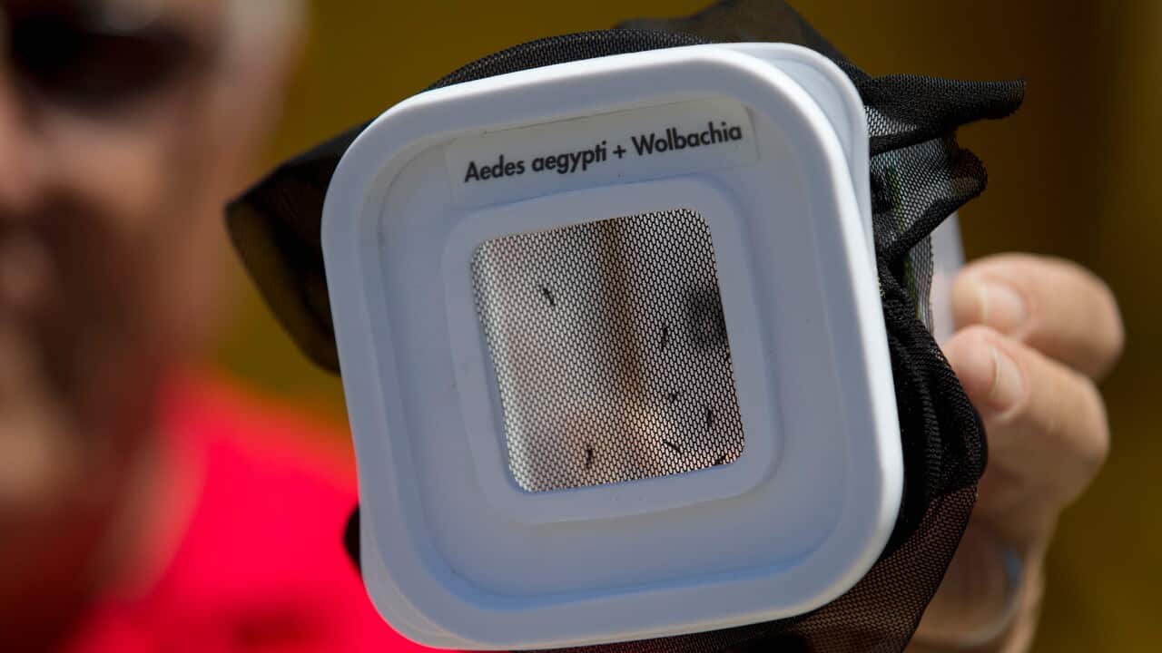 Mosquitoes infected with dengue blocking Wolbachia bacteria in Brazil