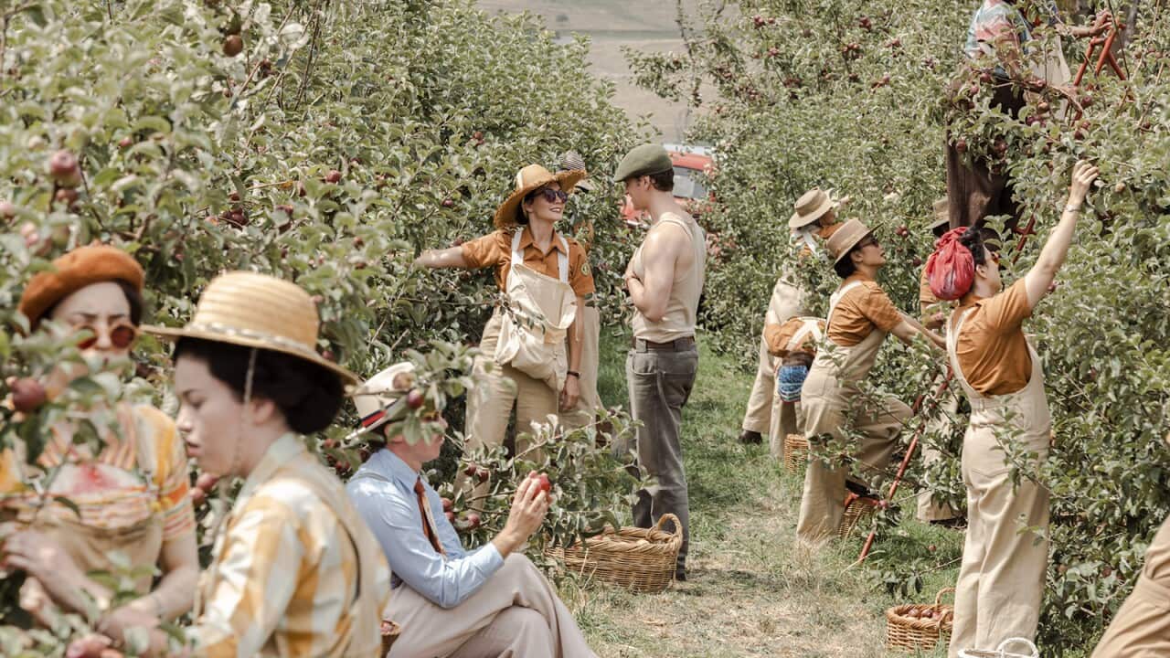 Two lines of women in overalls are picking fruit in an orchard. One is talking to a man in the centre of the row.