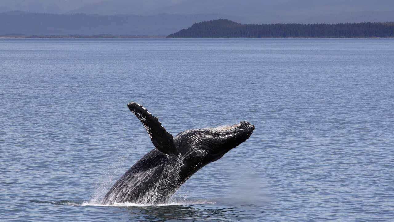 Humpback whale breaching off Icy Straits Point in Alaska