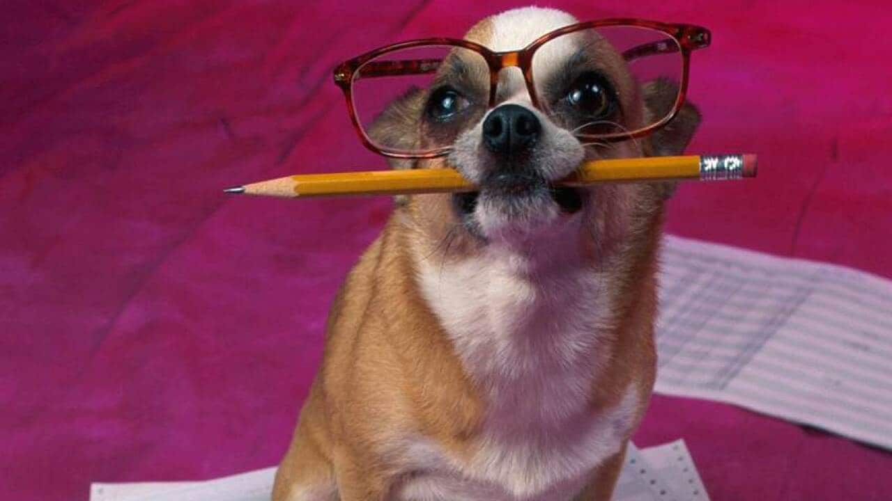 International Bring Your Dog to Work Day