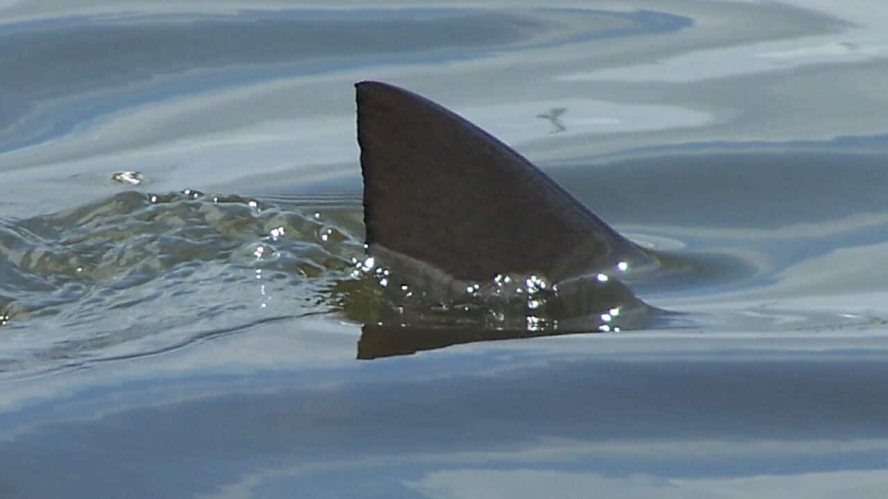 Shark fin