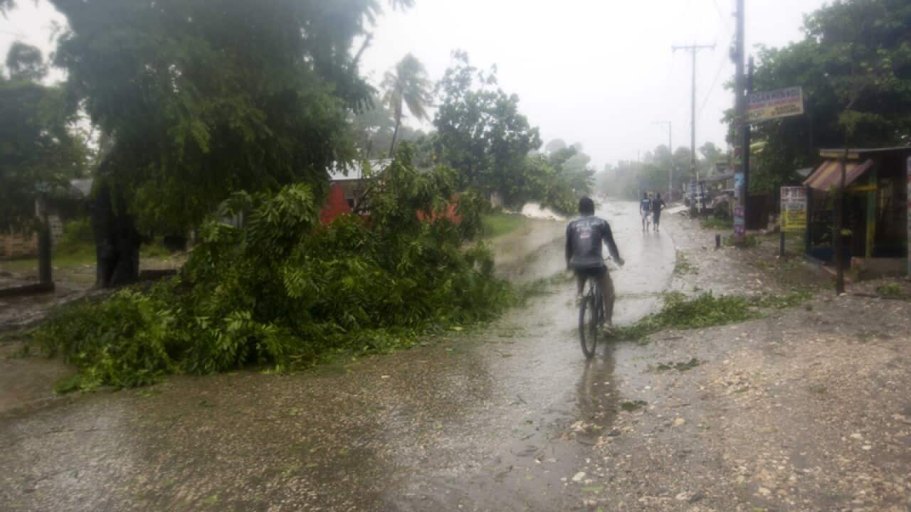 A man rides past a tree uprooted by Hurricane Matthew in Haiti