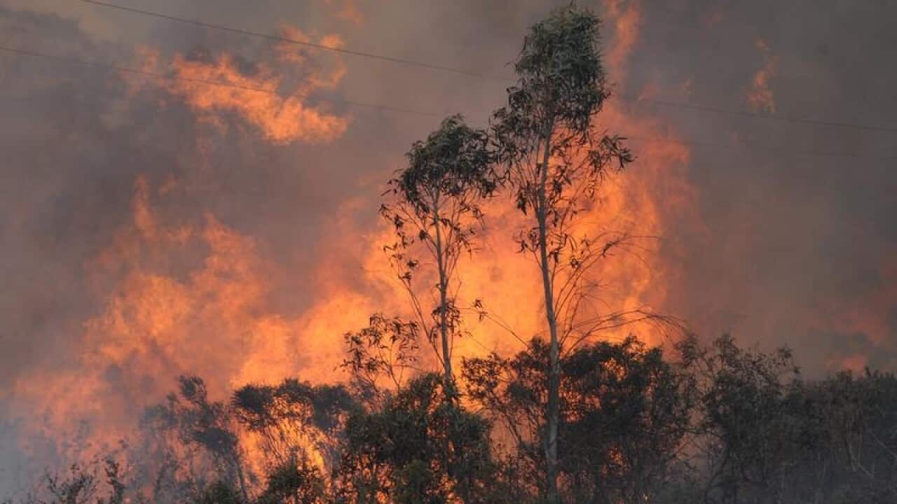 A bushfire