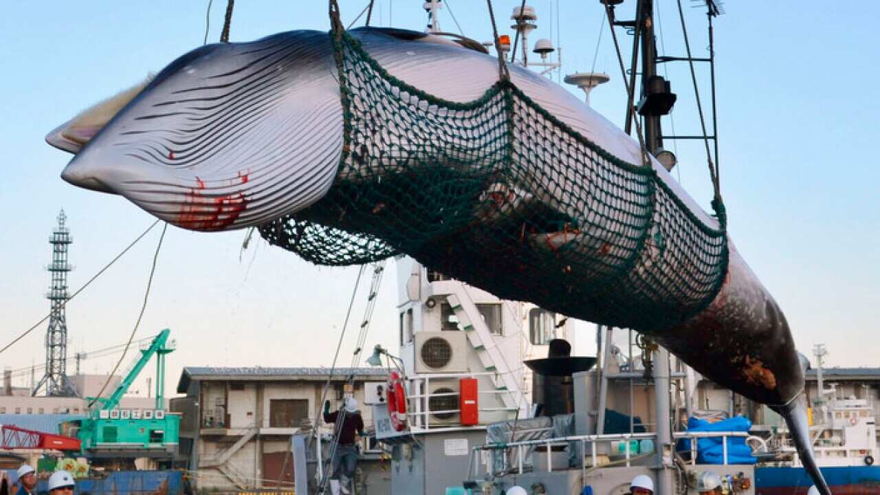 minke whale being landed at a port in Kushiro