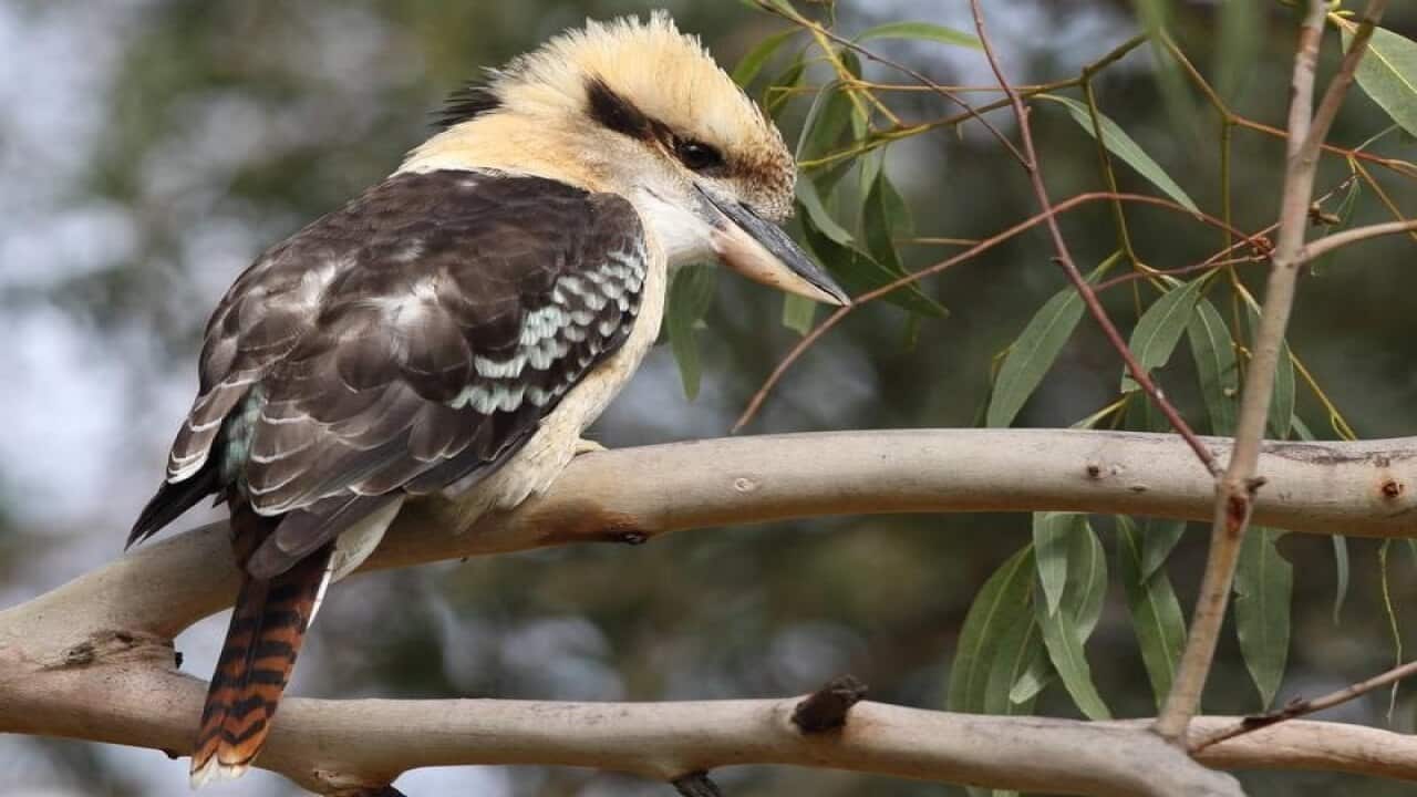 Kookaburra housing market in Australia