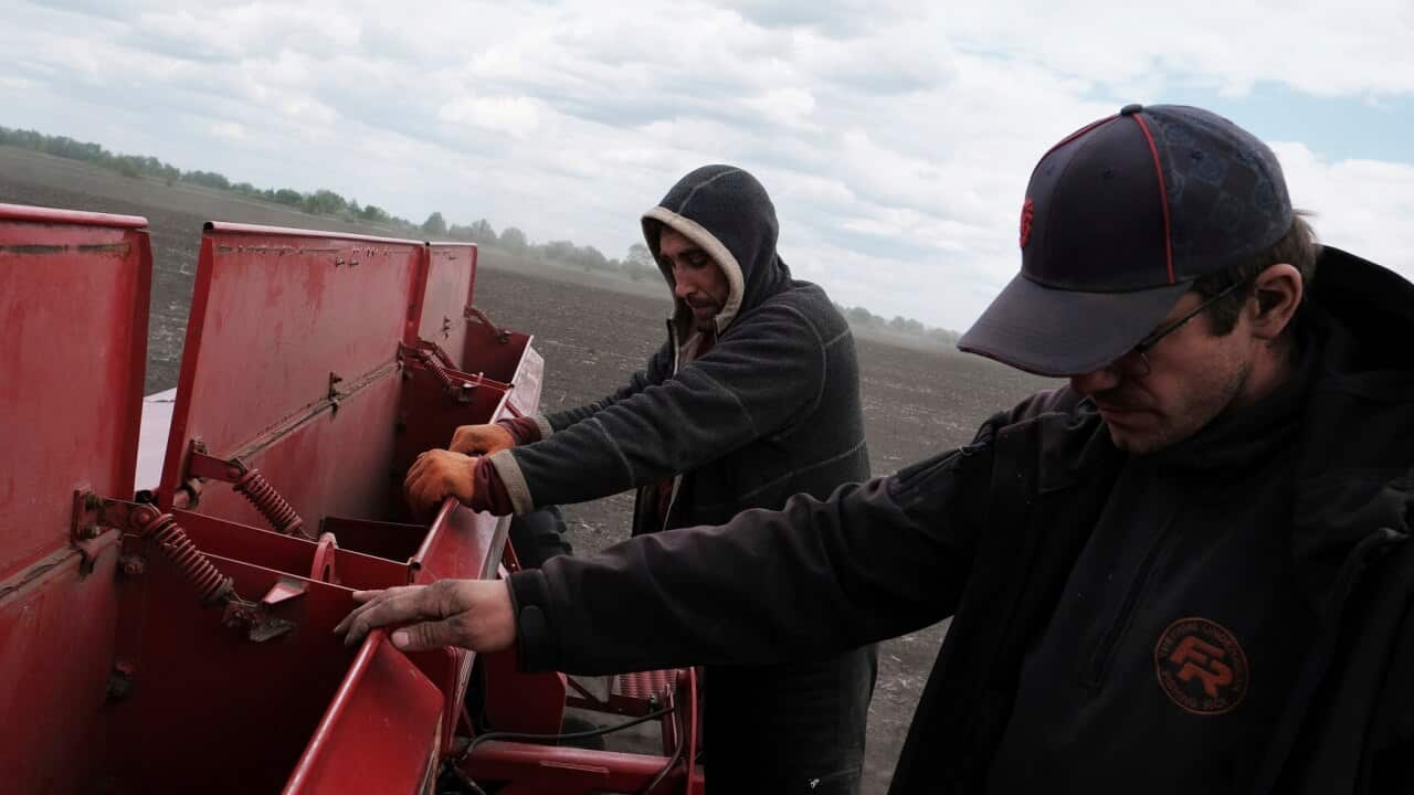 Farm workers in Ukraine plant soybeans instead of wheat, which they cannot export