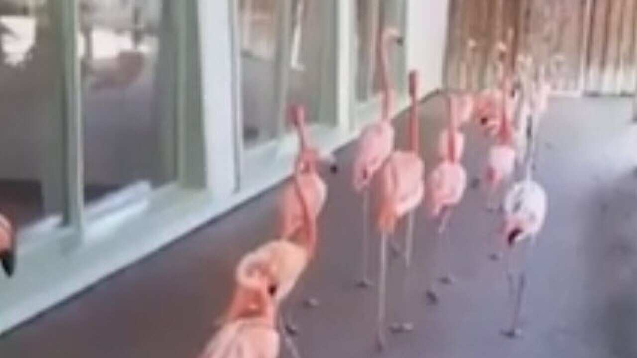 Flamingos being led to safety before Hurricane Irma makes landfall in Florida.