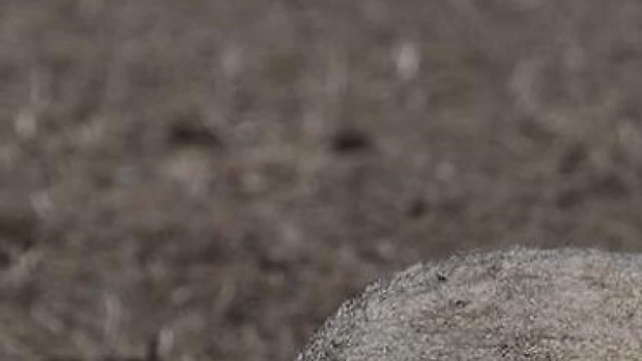 Drought Sheep Farming Assistance