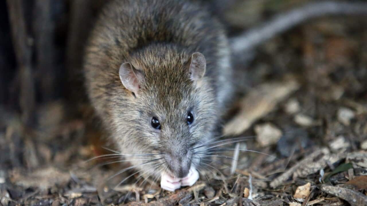 A rat looks on in the Saint Jacques Tower park