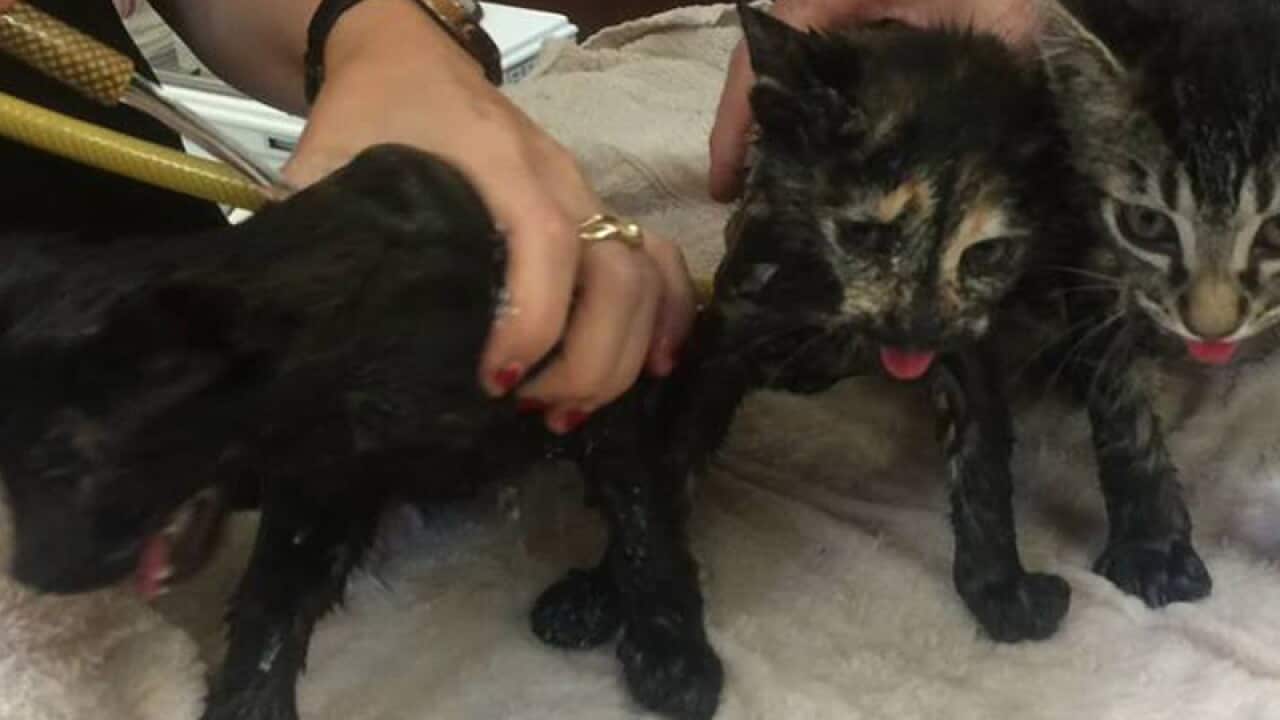 Three kittens found in a leather bag in Lismore