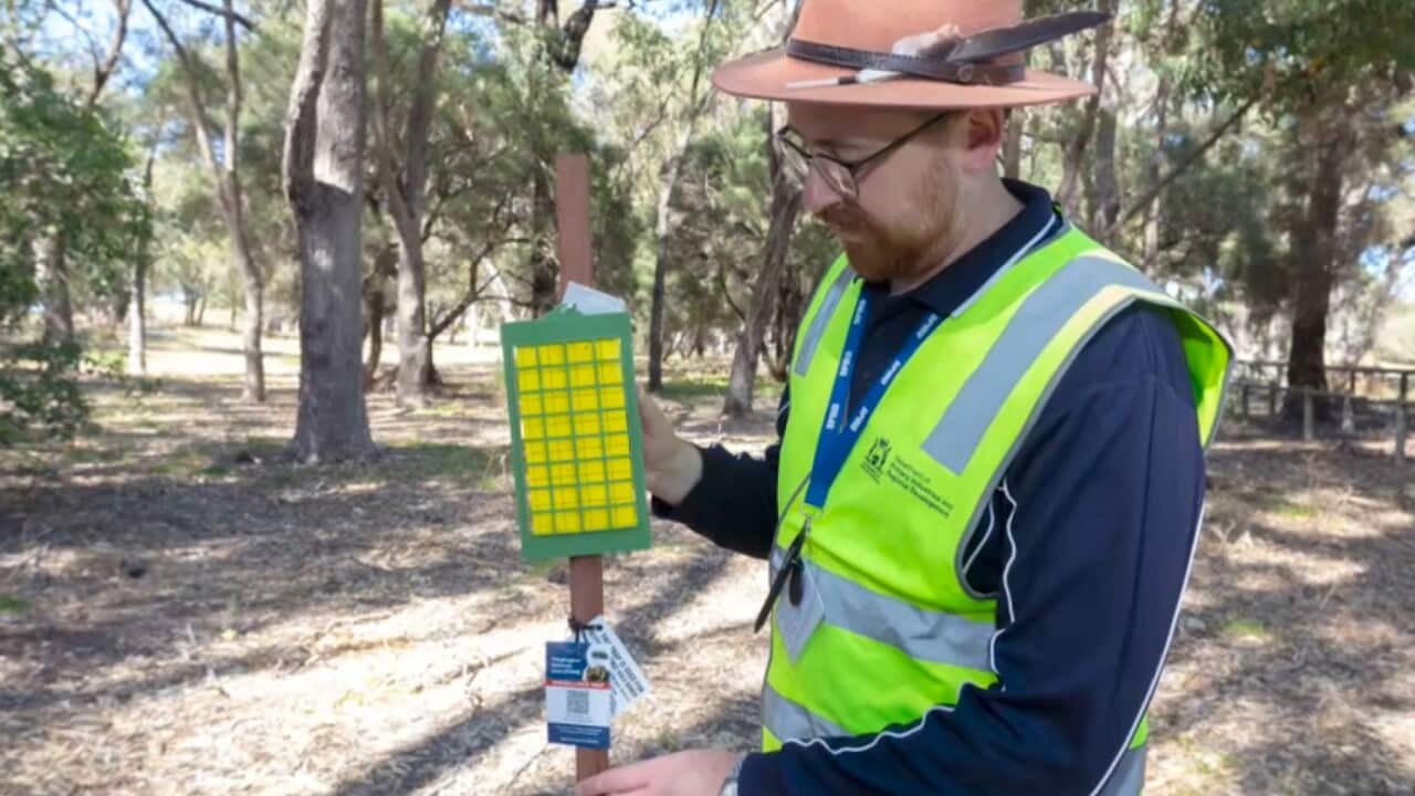 A staff member from the WA Department of Primary Industries takes measurements as part of quarantine efforts in Perth_Supplied.jpg