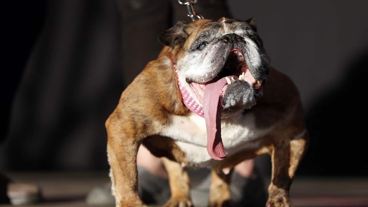 Zsa Zsa, an English Bulldog from Minnesota, wins the 2018 World's Ugliest Dog Contest.