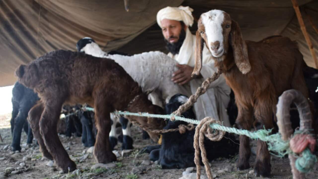 Nomads in FATA