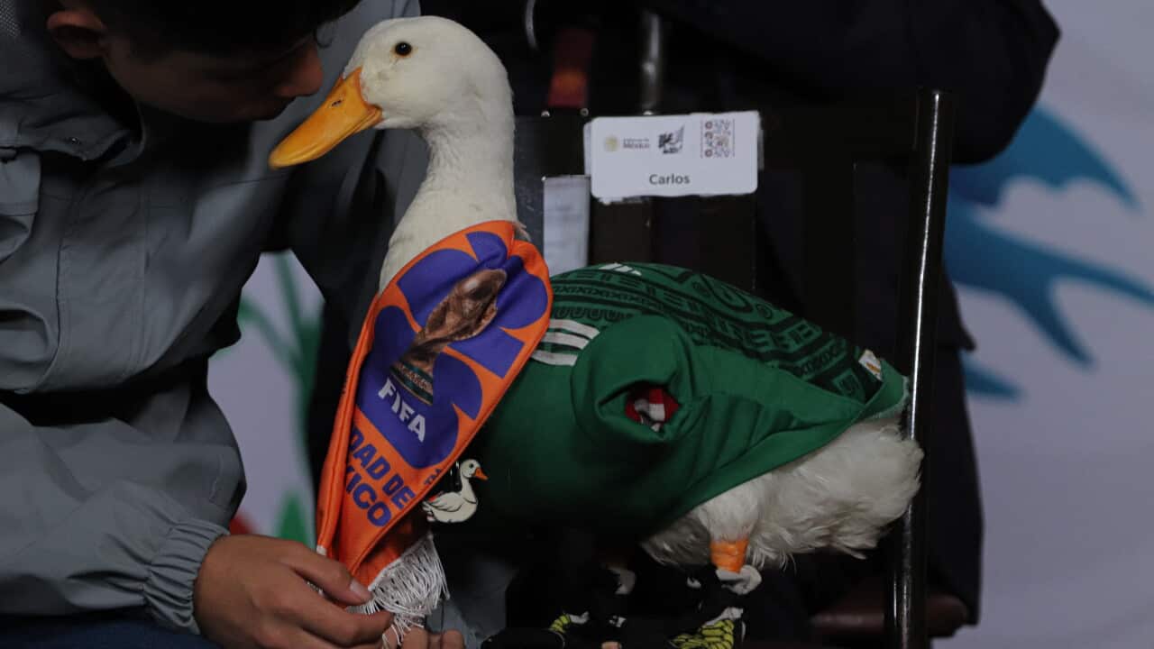 Merlin the Duck Receives the Appointment as Unofficial Mascot for the 2026 FIFA World Cup - Mexico