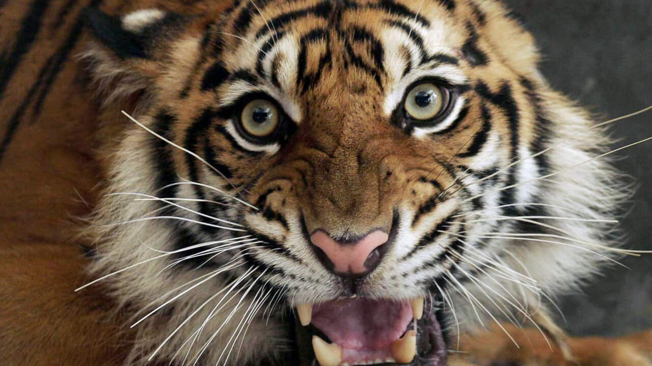 Tourist climbs tree to escape tiger