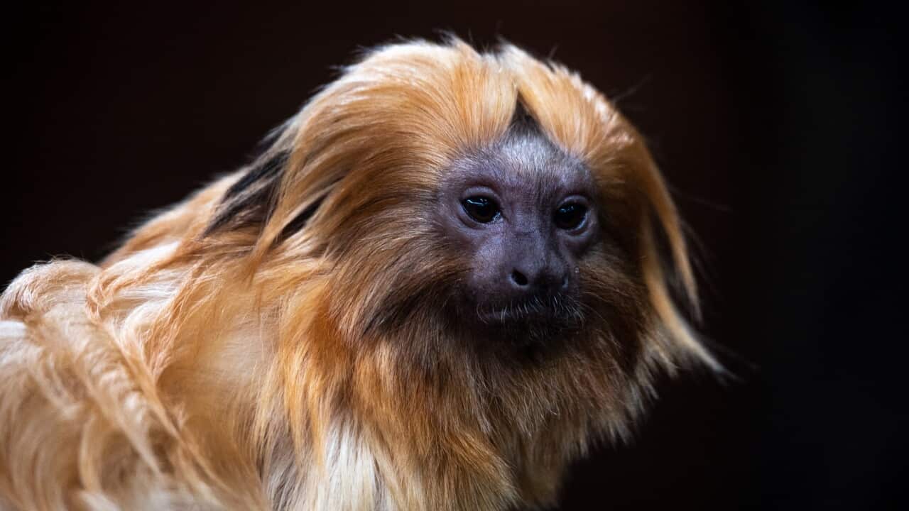 A golden lion tamarin (Leontopithecus rosalia), also known