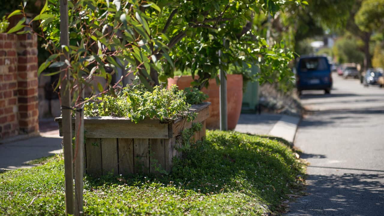 Verge planting.jpg