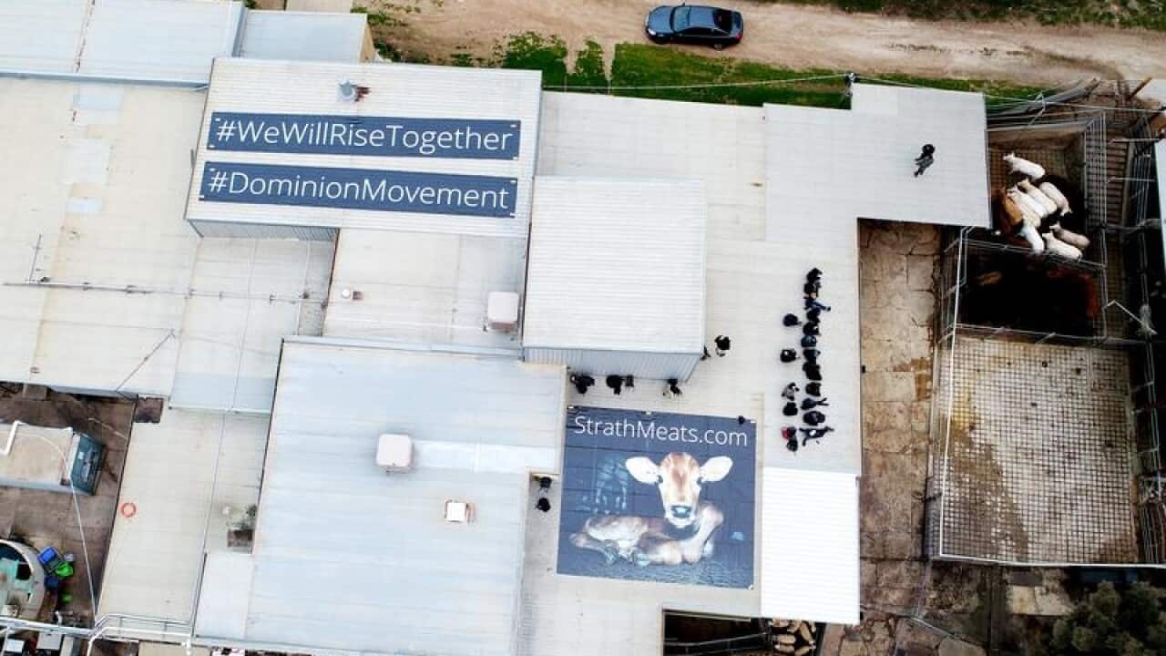 Supplied image of protesters on the roof of a slaughterhouse.