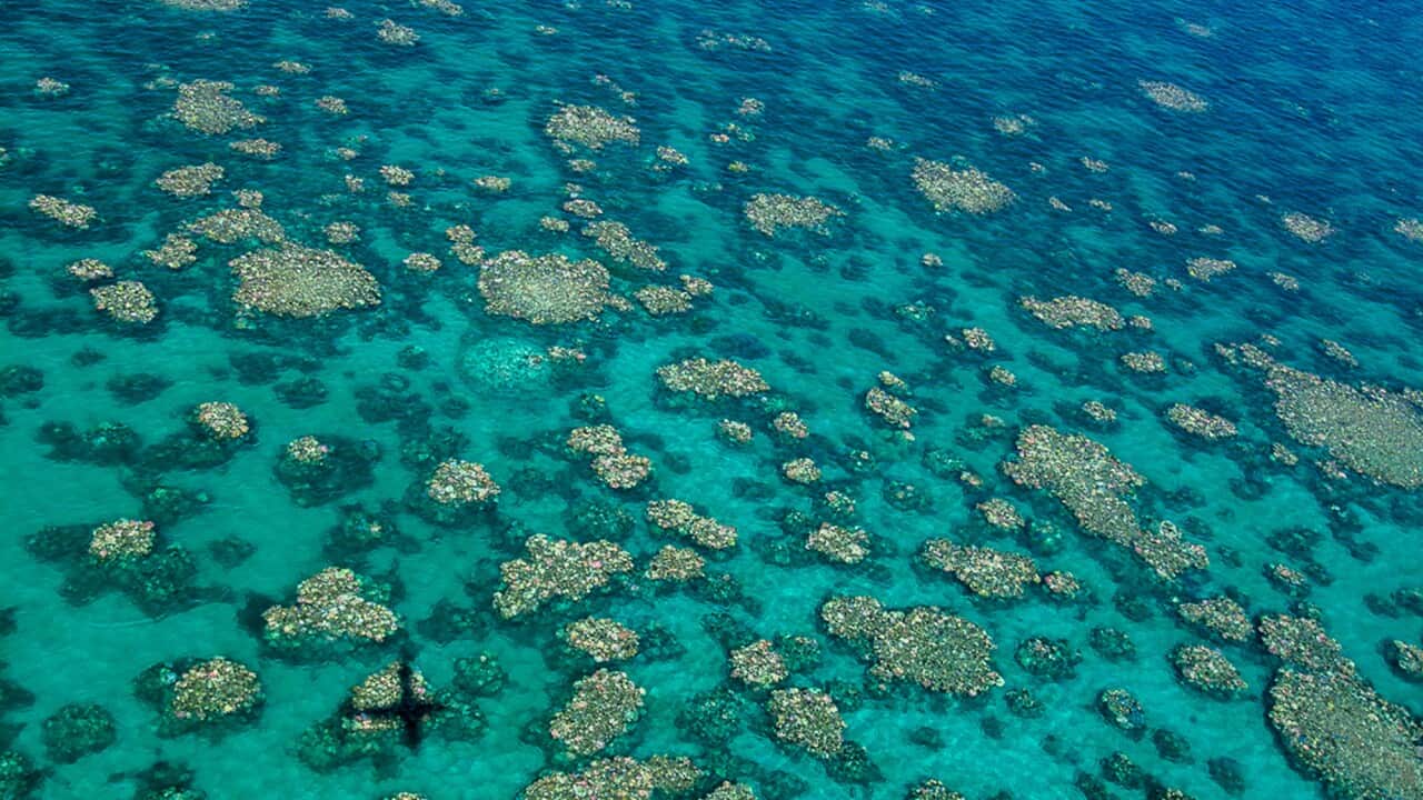 Recent aerial surveys revealed only the southern third of the Great Barrier Reef has escaped unscathed from coral bleaching.