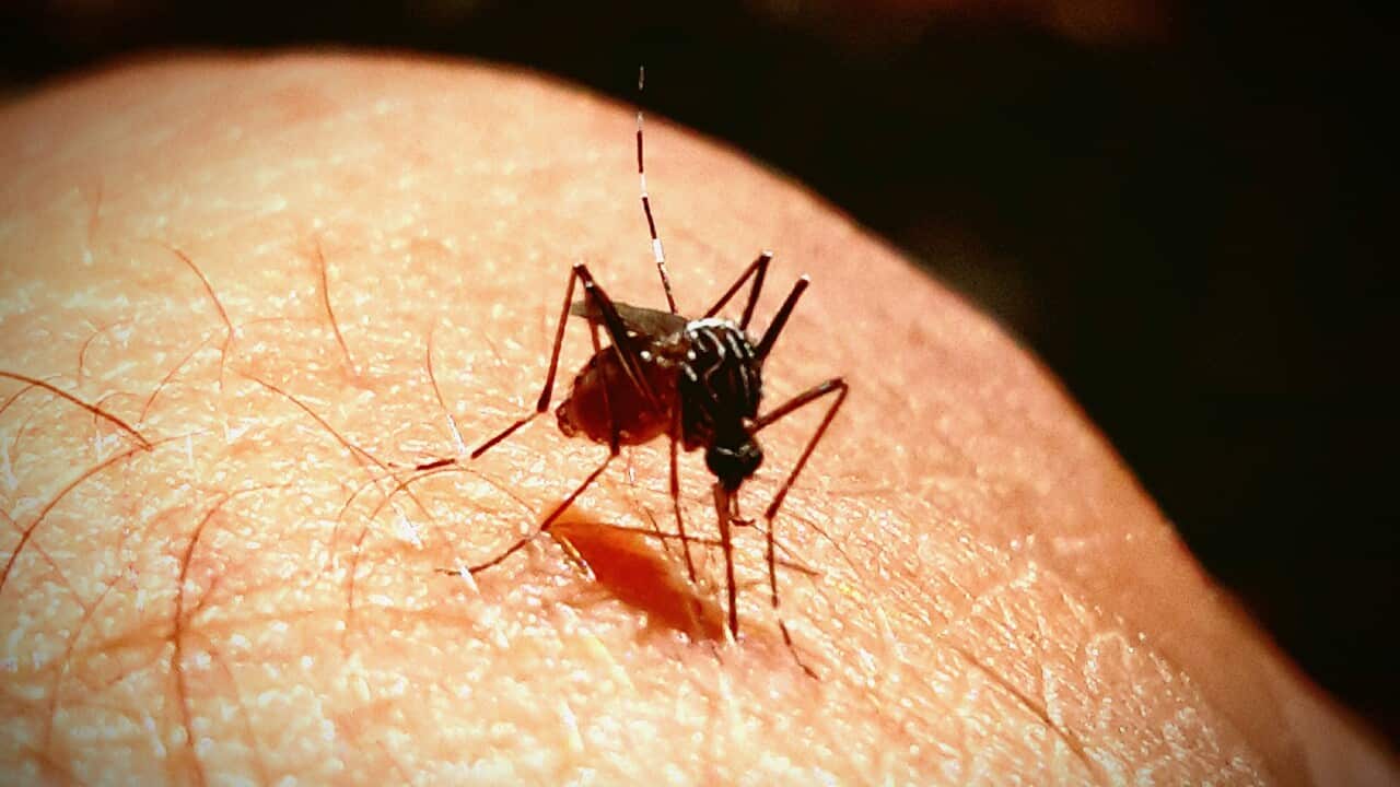 Close-Up Of Mosquito On Leg