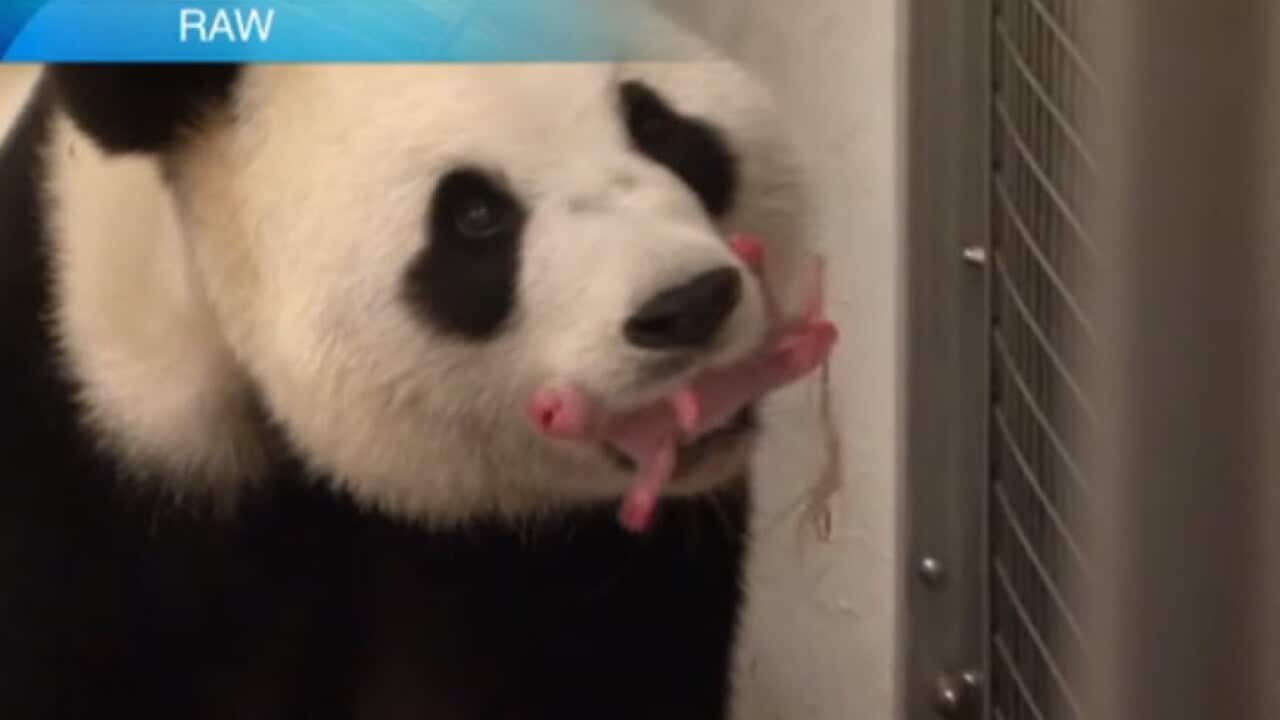 Zoo in Belgium welcomes a giant panda cub