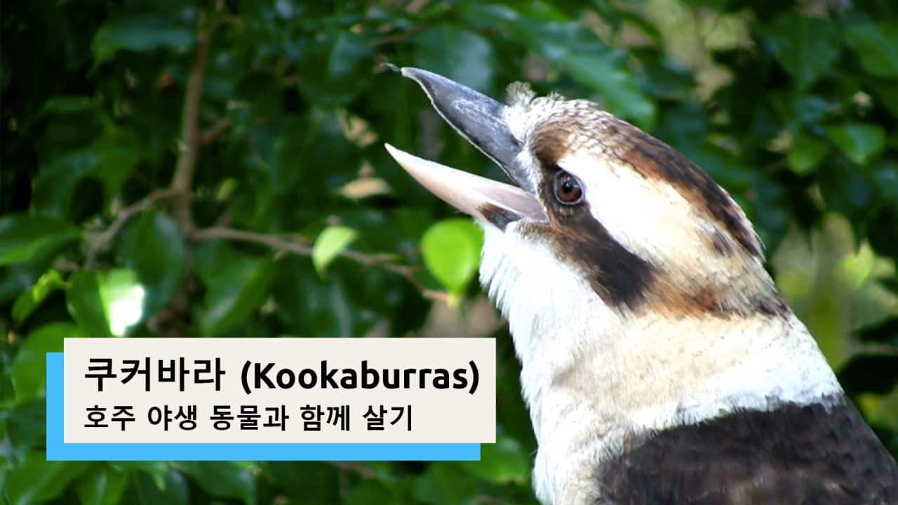 Kookaburras | Living with Aussie Wildlife (Korean)