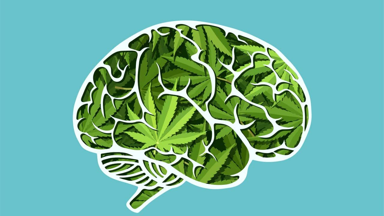 Vector of a human brain made of marijuana leaves