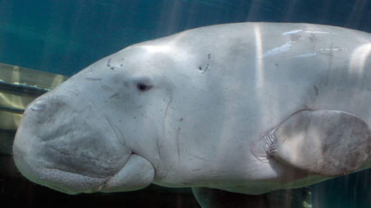 dugong_2012_L_aap_1253984362