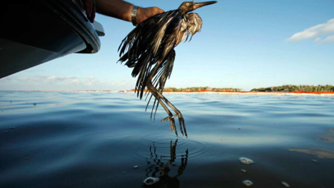 oil_spill_bird_L_100720_aap_467045659
