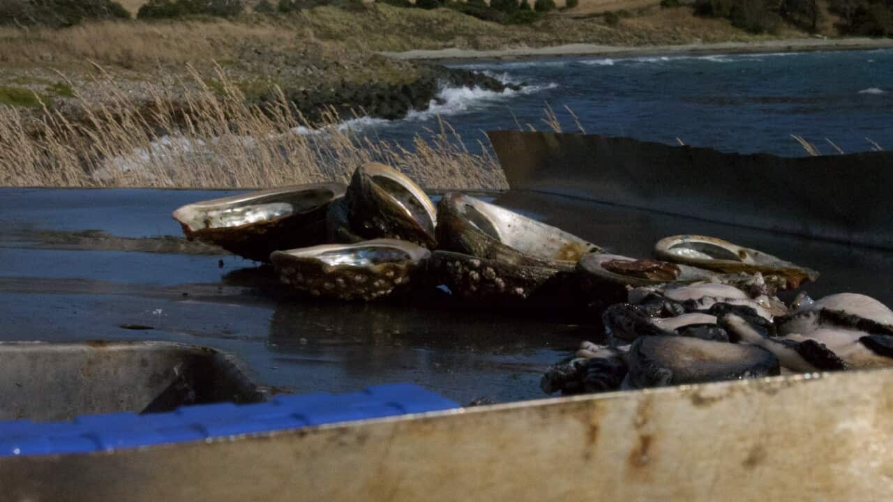 Abalone in Tasmania (SBS Maunder) resized.jpg
